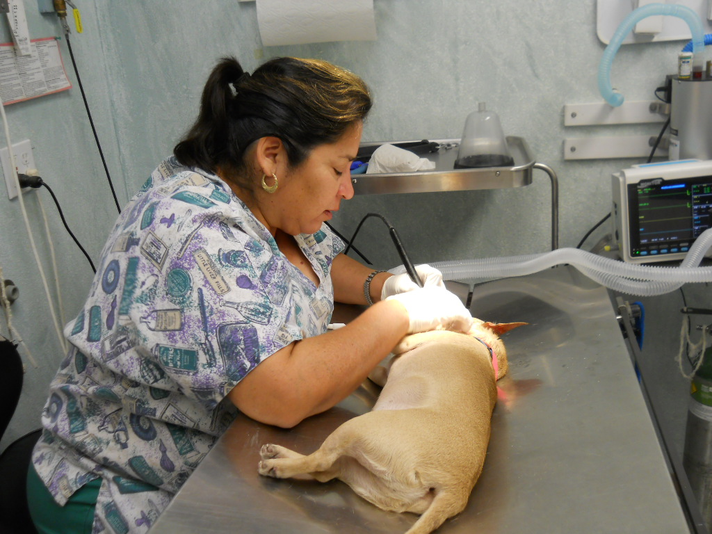 Tejas Veterinary Clinic