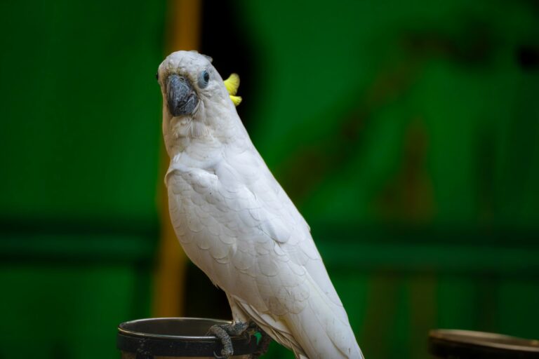 Cacatua parada en una rama mirando hacia la camara