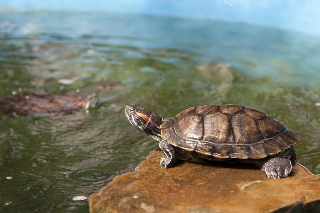 Tortuga de agua parada encima de una piedra con agua de fondo