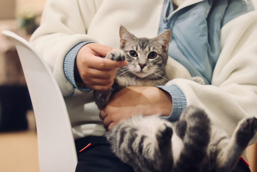 gato visitando a un veterinario